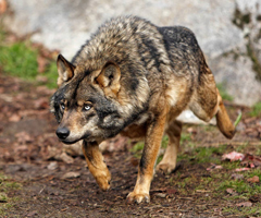 Ganaderos y cazadores están preocupados por el aumento de los lobos en montes de Barbanza